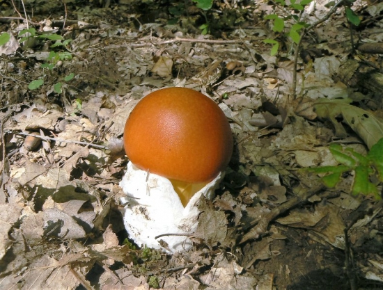 muchotravka cisárska