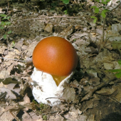 muchotravka cisárska