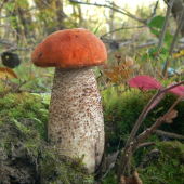 Kozák