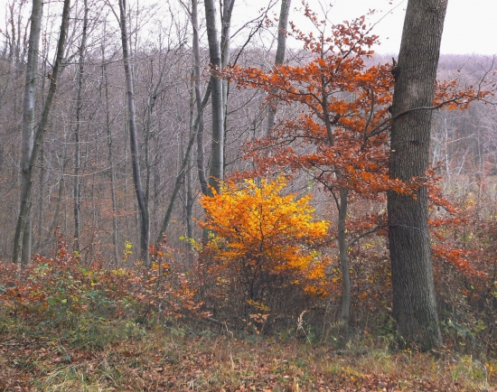 Posledný otužilci.