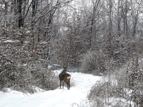 Snežík sa nam chumeli