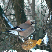 sojka