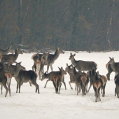 Jelenia zver