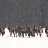 Jelenia zver