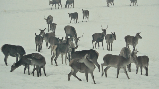 Mrazive rána - 19*C