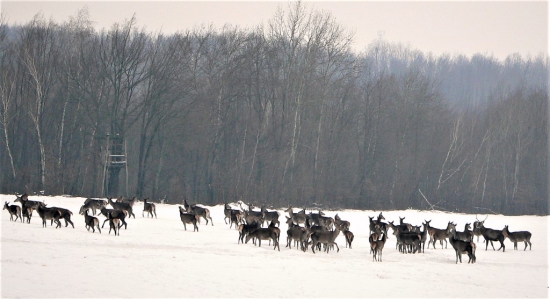 Rané návraty z ozimín