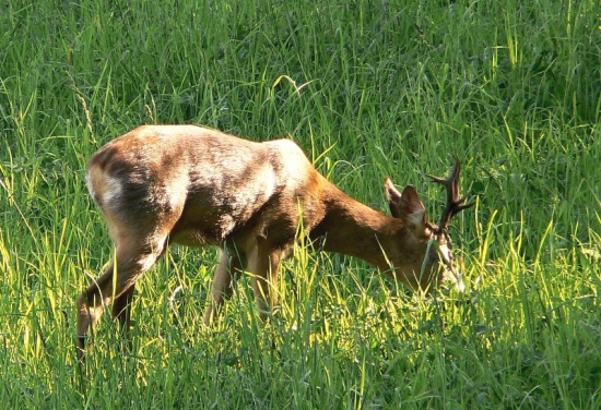 Keď slnko vychádza
