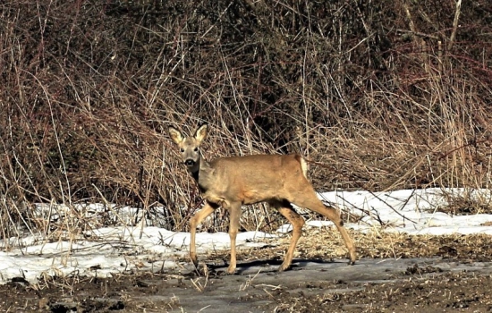 už sa zimne trapenie konči