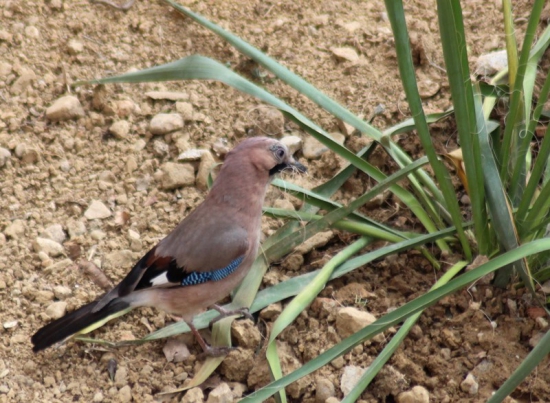 Sojka - jarne práce