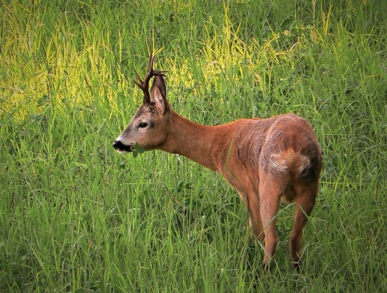 Ešte chvíľu treba počkať