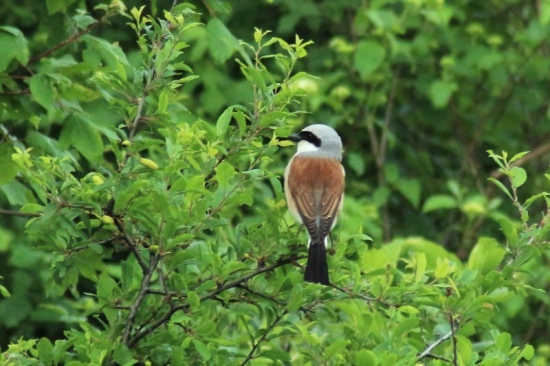 strakoš červenochrbtý