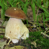 hríb
