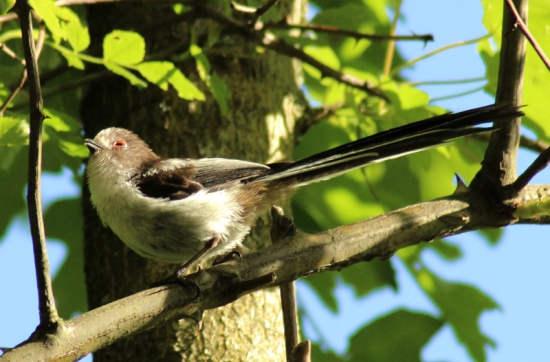 Mlynárka dlhochvosta