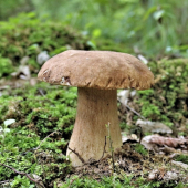 hríb dubový