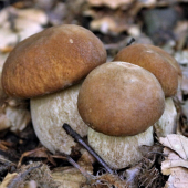 trio