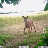 Bambi