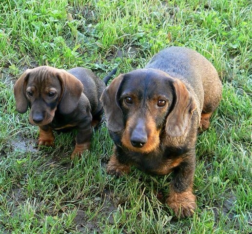 Magnus a jeho potomok Marcus