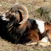 Muflon
