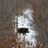 Diviačik