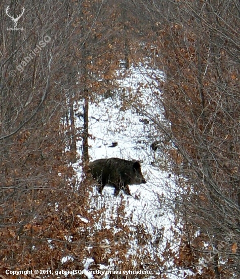 Diviačik