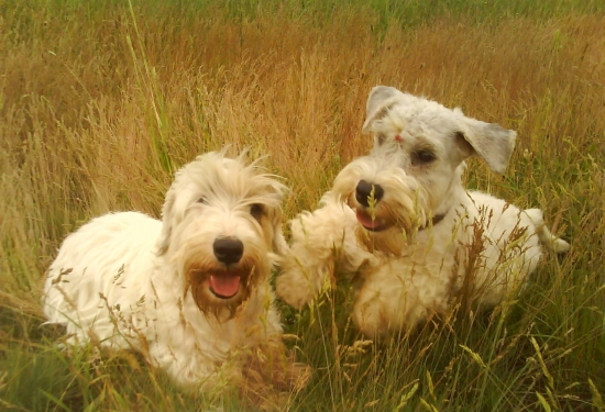 Mala Ross Cynopolis a Oliver Cromwell of Kindergarten