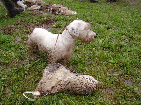 Debbie (Mala) v bažantnici