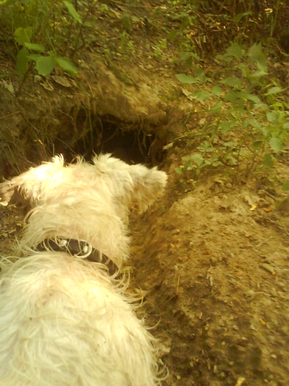 Ori sa zoznamuje s norou