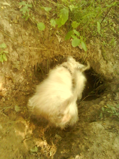 Oriho štart do nory :)