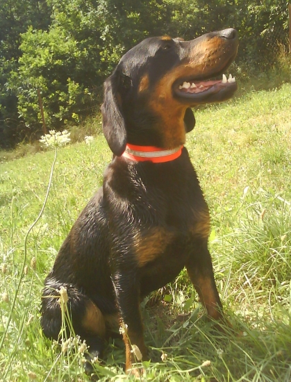 Danka zo Španieho poľa