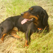AJD Andra