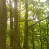 Stará hora, Krupina