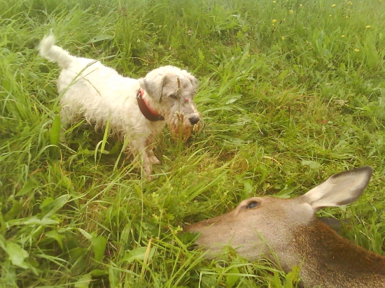 Ori - prvé stretnutie s ulovenou zverou