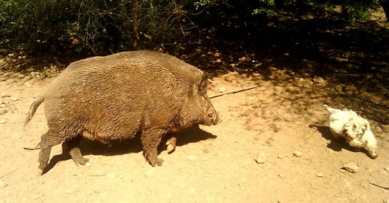 Oliver 1. krát v obore