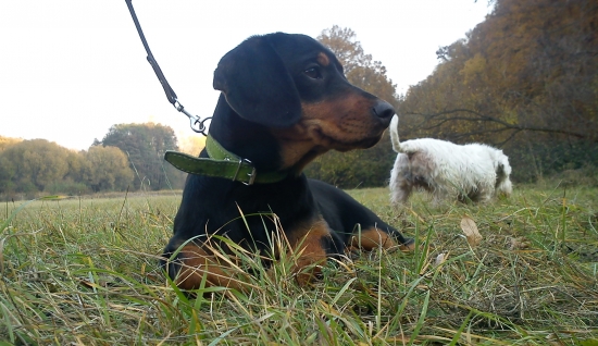 Brita.....ASTA z Neniniec -