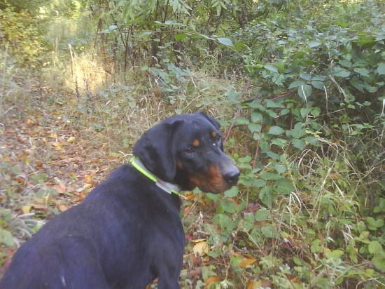 ASTOR Alka z Ostrej lúky : SD I cena