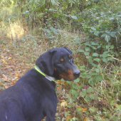 ASTOR Alka z Ostrej lúky : SD I cena