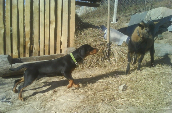 BRITKA SA ZOZNAMUJE S CAPKOM