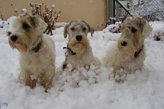 Ori a jeho ženy na prvom snehu