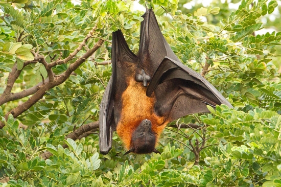 Okrídlená myš zo Srí Lanky