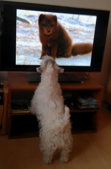 dokument o polárnej líške-doležité info pre mladého psíka