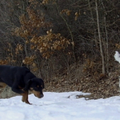 Kopov a terrier