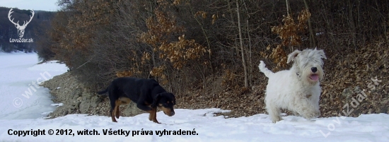 Kopov a terrier