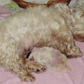Reggaedog ABRIA