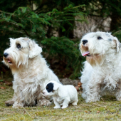 Reggaedog