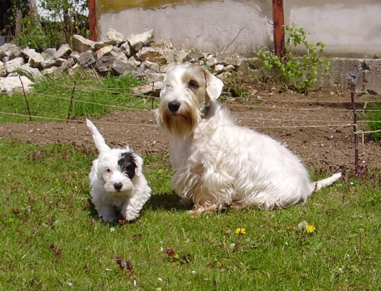 ABRIA - 8 týždňov