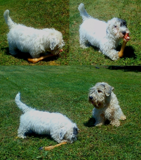 Abria aportuje raticu :)