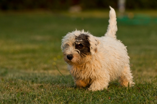 Reggaedog Abria - už má 14 týždňov