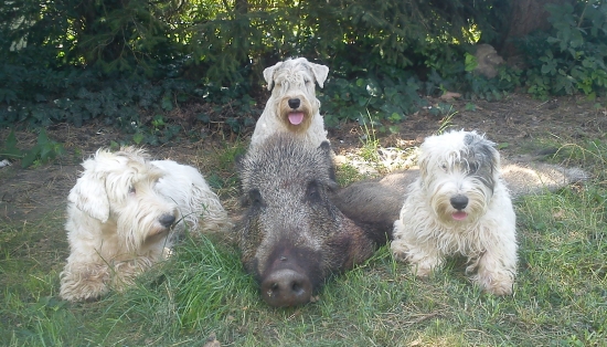 REGGAEDOG trénujeme na SD