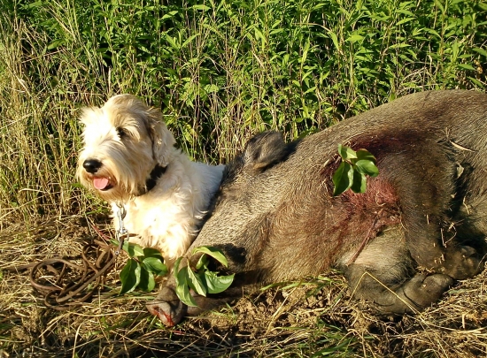 Dohľadávka Báhoň