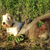 Dohľadávka Báhoň
